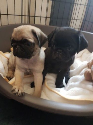 Lovely Pug Pups Kc Registered