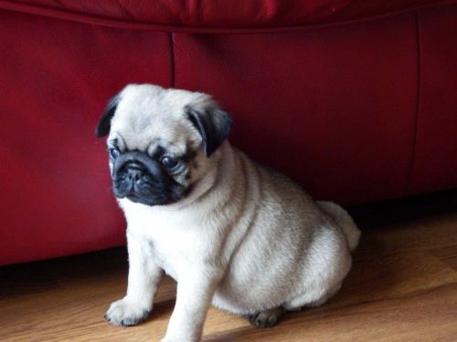 Pug Puppies for sale in Pennsylvania Ave, Santa Monica, CA 90404, USA. price: $400