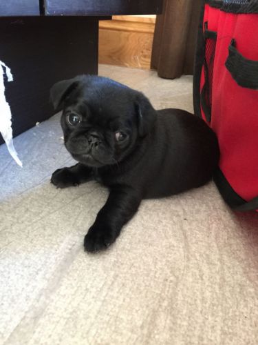 Pug Puppies for sale in Dallas, TX, USA. price: $300