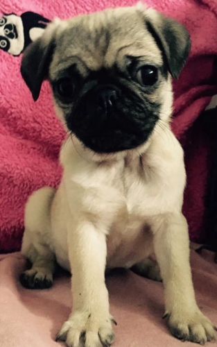 Pug Puppies for sale in New York, NY, USA. price: $300