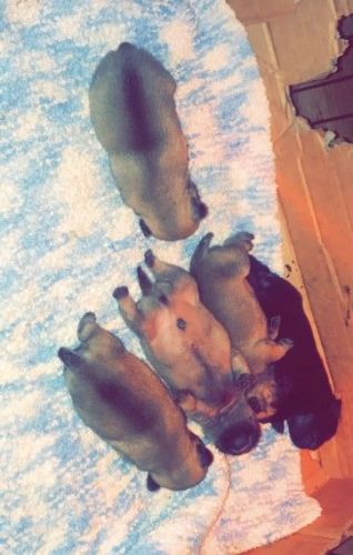 Pug Puppies for sale in New York, NY, USA. price: NA