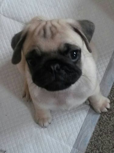 Pug Puppies for sale in California St, San Francisco, CA, USA. price: $400