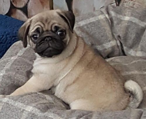 Fawn Pug Puppy for Adoption