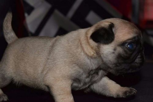Pug Puppies for sale in Los Angeles, CA, USA. price: $800