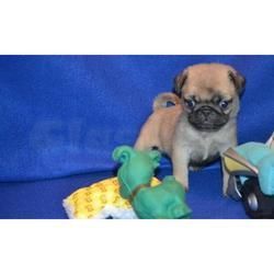 Pug Puppies for sale in Calhoun Rd, Houston, TX, USA. price: $700