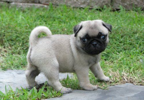 Pug Puppies for sale in New York, NY, USA. price: NA