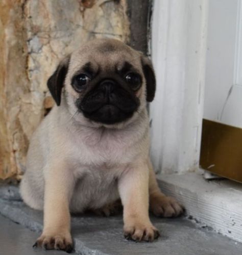 Absolutely Gorgeous Pug Puppies