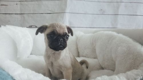 Pug Puppies for sale in Orange County, CA, USA. price: $1,299