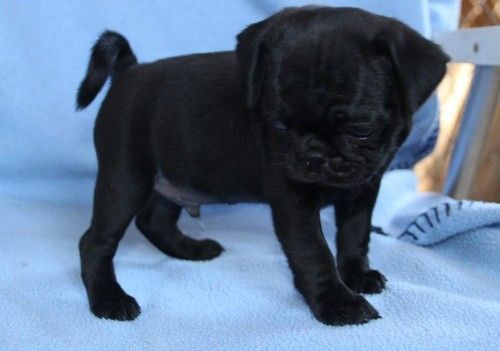 Gorgeous Blk/Fawn Pug Puppies For Sale. Text (***) ***-***7