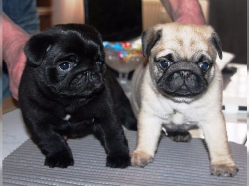 Adorable Pug puppies available