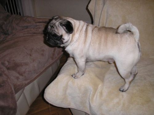 Pug Puppies for sale in California Ave SW, Seattle, WA, USA. price: NA