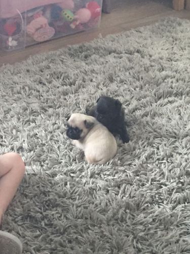 male and female Pug puppies