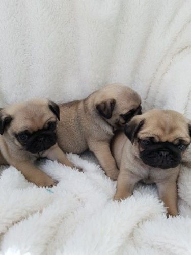 Pug Puppies for sale in Colorado Springs, CO, USA. price: $400