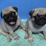 VALENTINES GIFT PUG PUPPIES TEXT AT ***