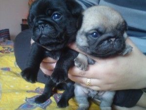 Pug Puppies for sale in Charlotte, NC 28201, USA. price: NA