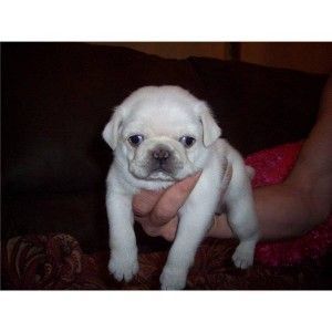 Pug Puppies for sale in San Antonio, TX 78201, USA. price: NA