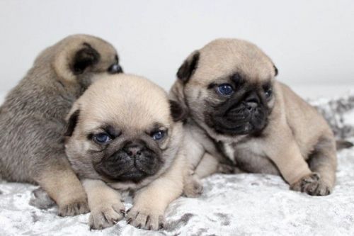 Pug Puppies for sale in Pottstown, PA 19464, USA. price: $400