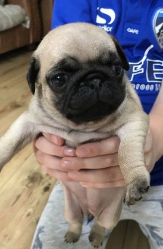 Pug Puppies for sale in Pottstown, PA 19464, USA. price: $400