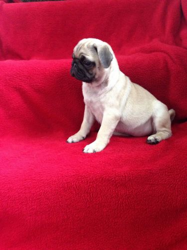 Pug Puppies for sale in Columbus, OH, USA. price: $400