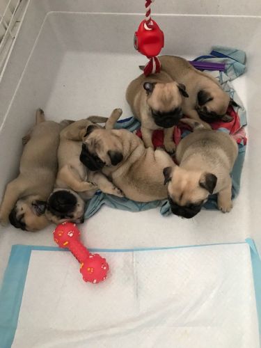 Pug Puppies for sale in Houston, TX, USA. price: $300