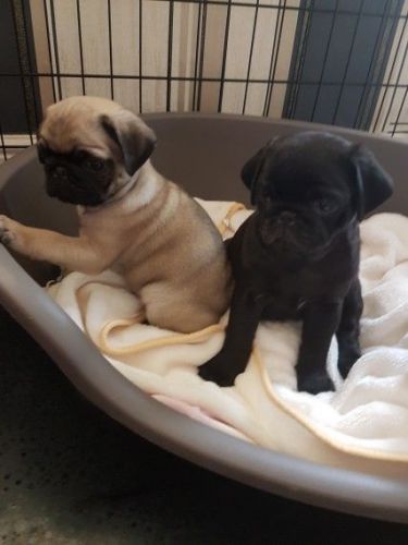 Reg Pug Puppies