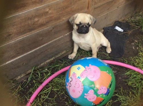 Pug Puppies for sale in Pittsburgh, PA, USA. price: $400
