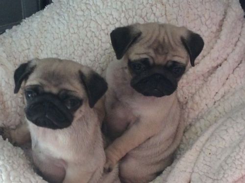 Pug Puppies for sale in Colorado Springs, CO, USA. price: $400