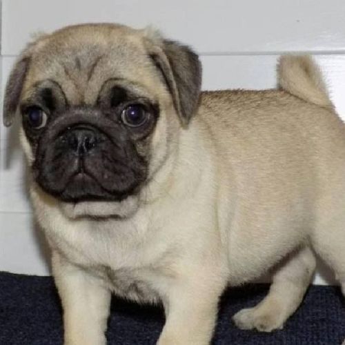 Pug Puppies for sale in New York, NY, USA. price: NA