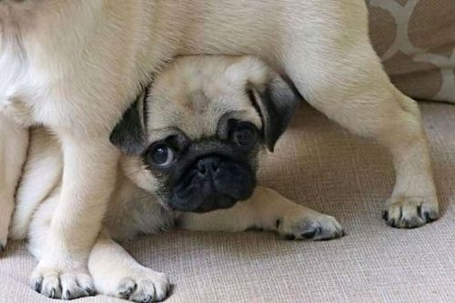 PU PUPPIES FOR ADOPTION