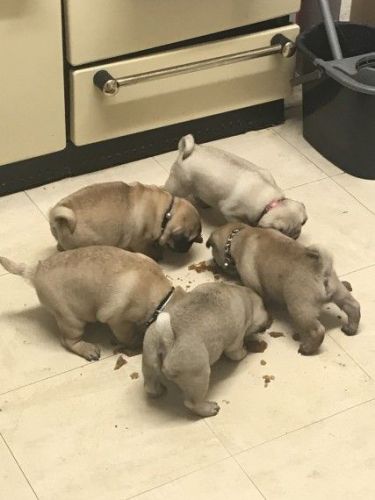 Pug Puppies for sale in Sacramento, CA, USA. price: $500
