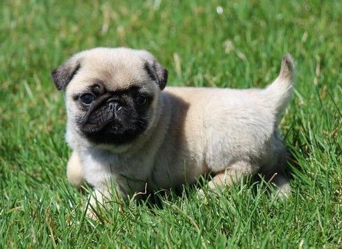 Fantastic Pug Puppies available. Text (***) ***-***9