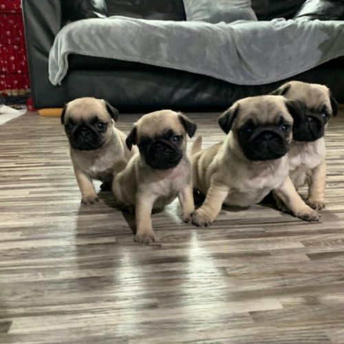Registered pug puppies