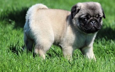 adorable AKC registered Pug puppies