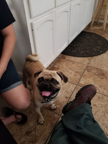 Pug Puppies for sale in Escondido, CA, USA. price: $800