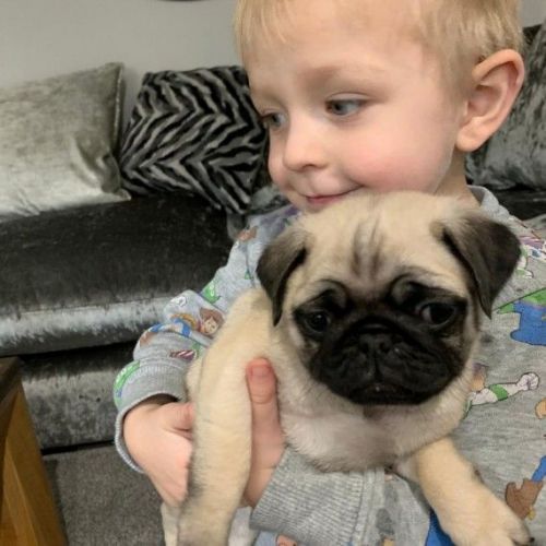 Pug Puppies for sale in New York, NY, USA. price: $1,000