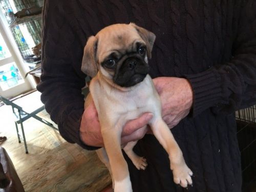 Pug Puppies for sale in New York, NY, USA. price: $500
