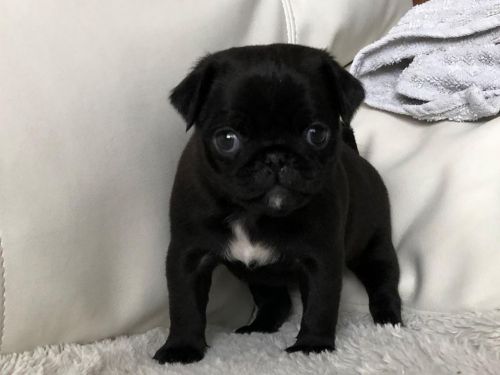 Pug Puppies for sale in Chicago, IL, USA. price: $500