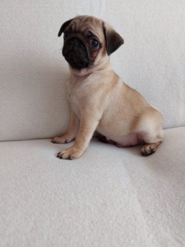 Pug Puppies for sale in Chicago, IL, USA. price: $500
