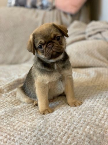 Pug Puppies for sale in Chicago, IL, USA. price: $500