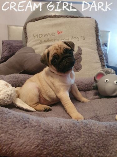 Glenconner Kc. Registered Pug Pups