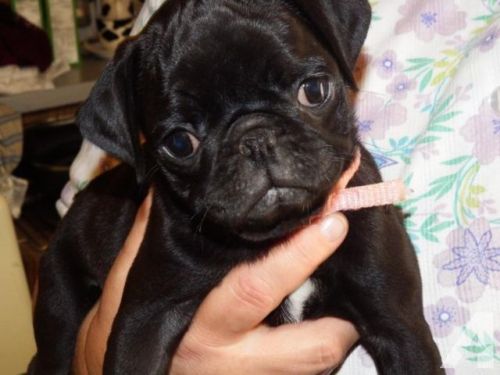 Pug Puppies for sale in Chicago, IL, USA. price: NA