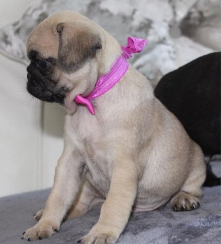 Pug Puppies for sale in Colorado Springs, CO, USA. price: $600