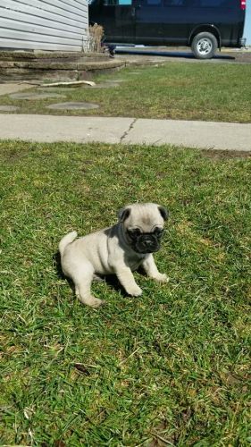 Pug Puppies for sale in Sacramento, CA, USA. price: $500