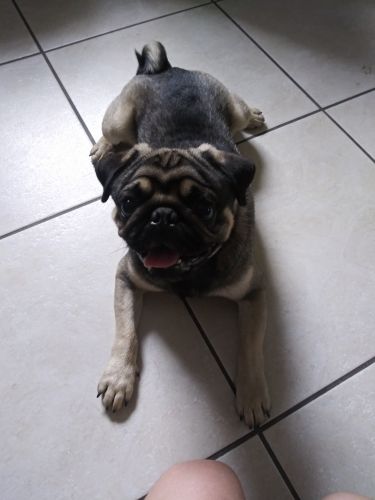 Pug Puppies for sale in Miami, FL, USA. price: $700