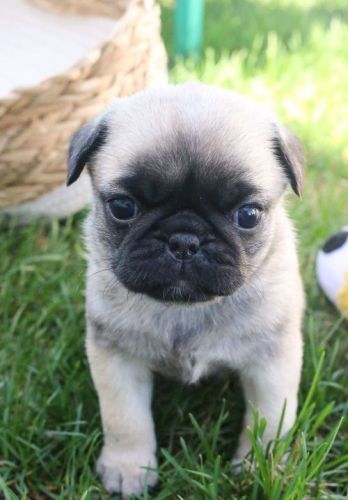 Pug Puppies for sale in Los Angeles, CA, USA. price: $500