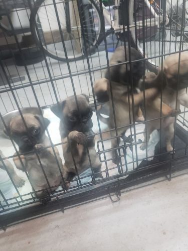 Pug Puppies