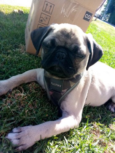 Pug Puppies for sale in Los Angeles, CA, USA. price: $850
