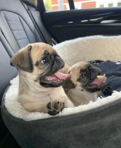 Pug Puppies for sale in Colorado Springs, CO, USA. price: $550