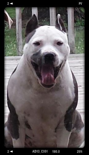 Ukc Purple Ribbon Sired Pit Bull Puppies