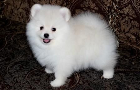Cute Pomeranian Puppy